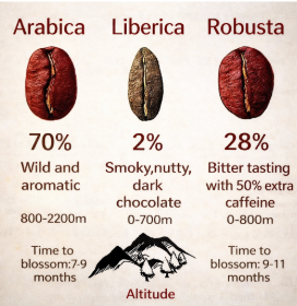 Arabica, Liberica, and Robusta coffee bean comparison