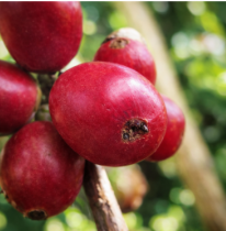 Coffee cherries