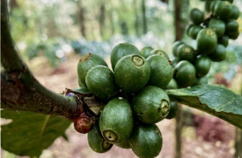 Green Excelsa coffee cherries