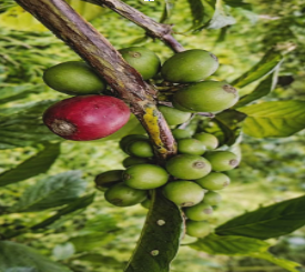 Johor Liberica coffee cherries on the branch